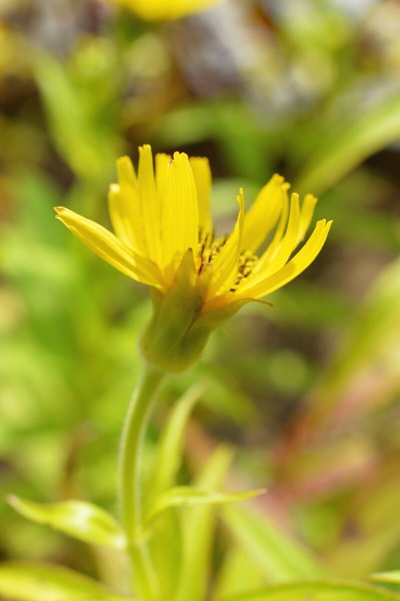 Arnica sachalinensis flower