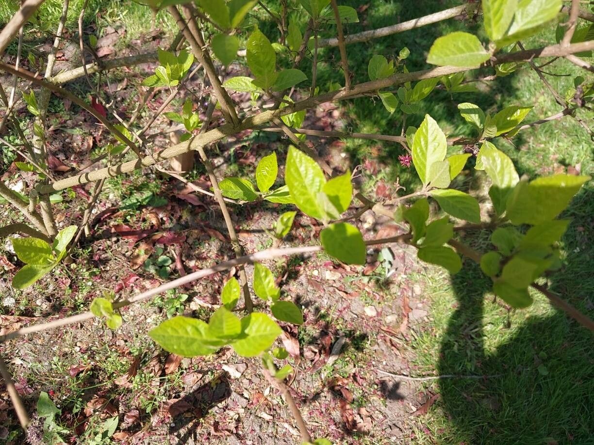 Callicarpa membranacea other