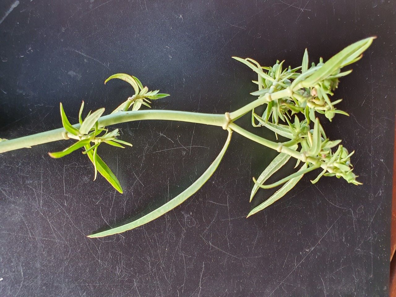 Euphorbia agowensis — houseplant care guide