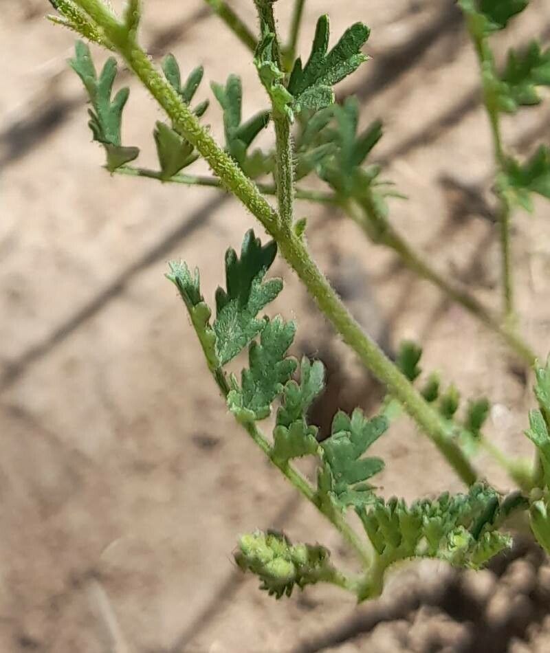 Adesmia muricata — houseplant care guide