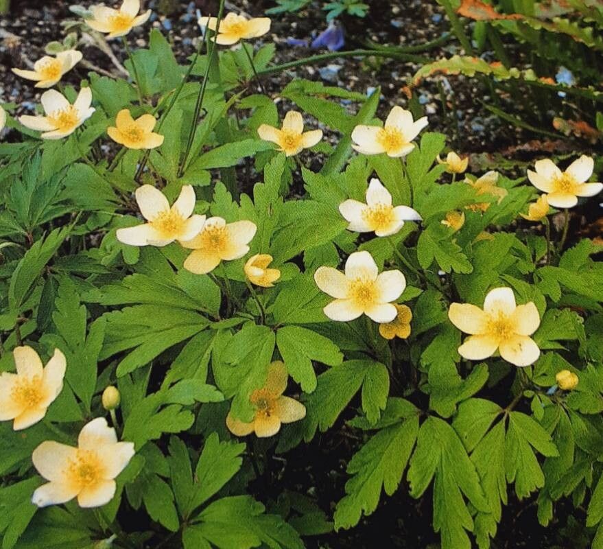 Anemone × lipsiensis — houseplant care guide