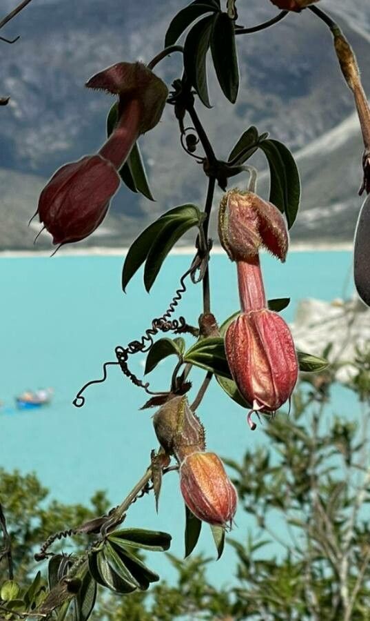 Passiflora tarminiana — search result for 'Peru to Bolivia'