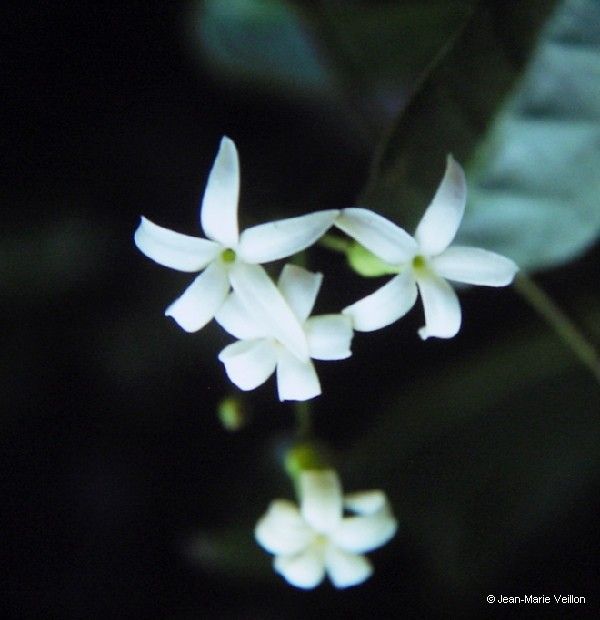 Marsdenia speciosa flower