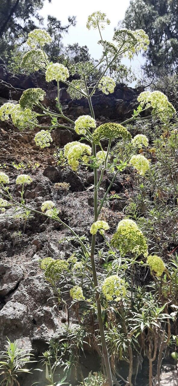 Todaroa montana flower