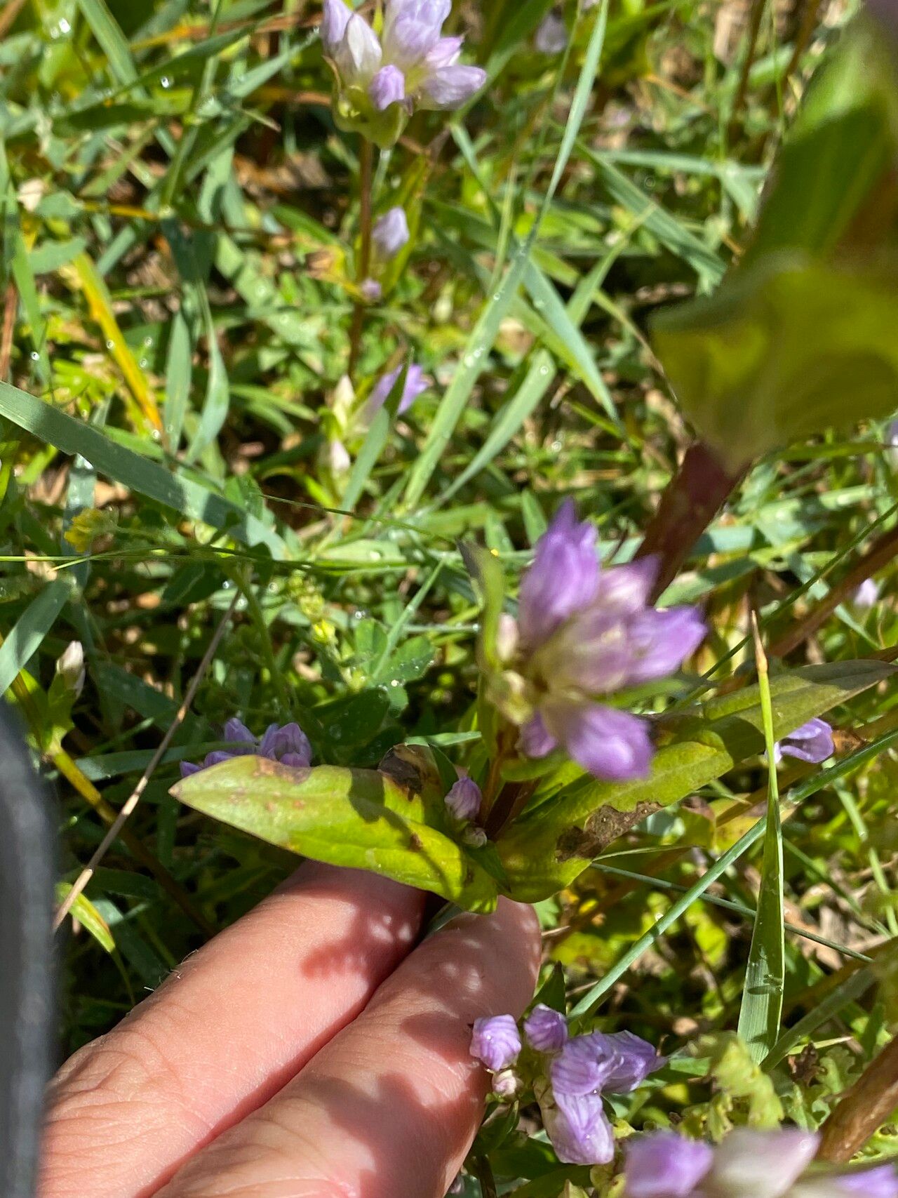 Gentianella quinquefolia — search result for 'Gentianella'