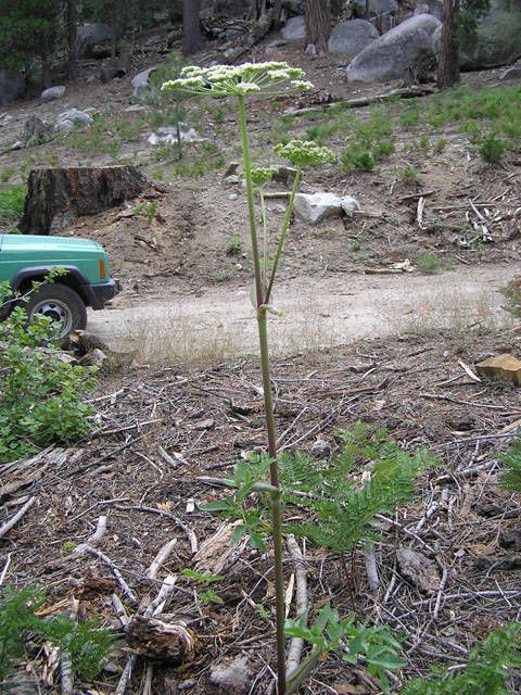 Angelica tomentosa habit