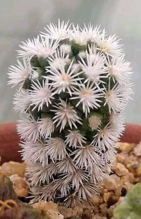 Mammillaria carmenae bark