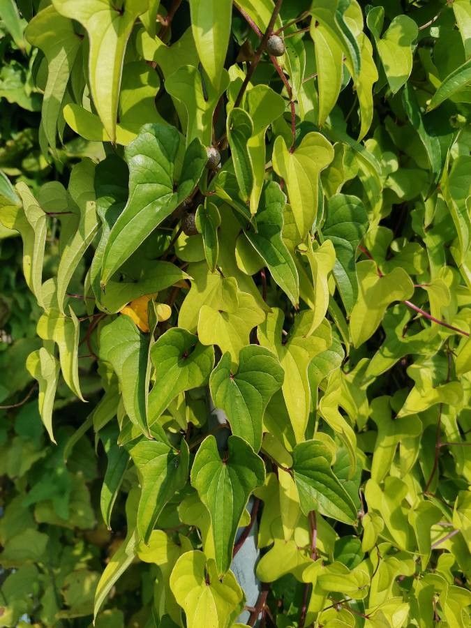 Dioscorea polystachya leaf