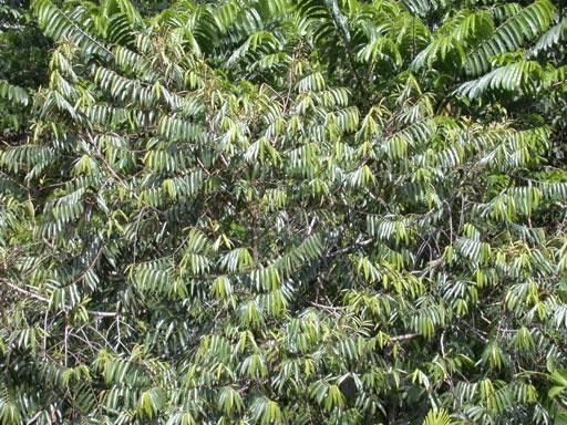 Xylopia sericophylla habit