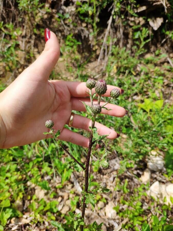 Cirsium muticum flower