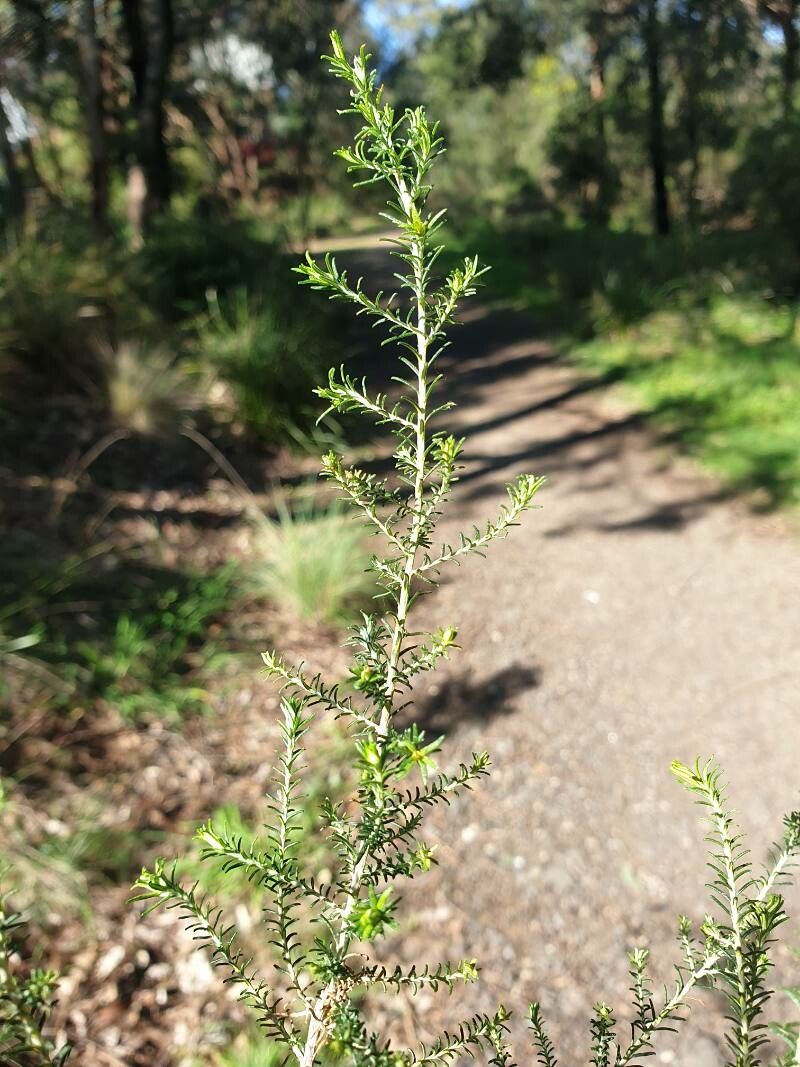 Cassinia arcuata — houseplant care guide