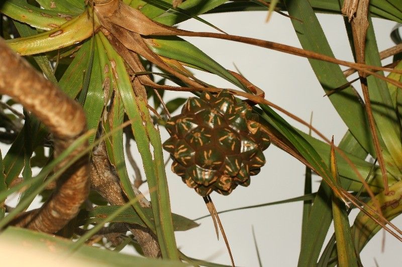 Pandanus sylvestris fruit