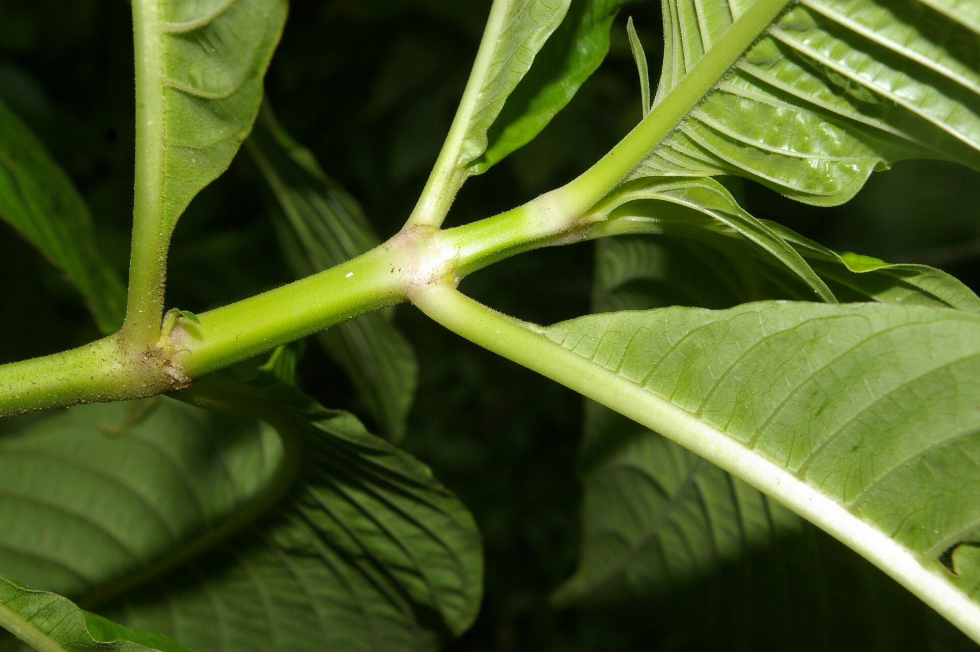 Psychotria berteroana bark