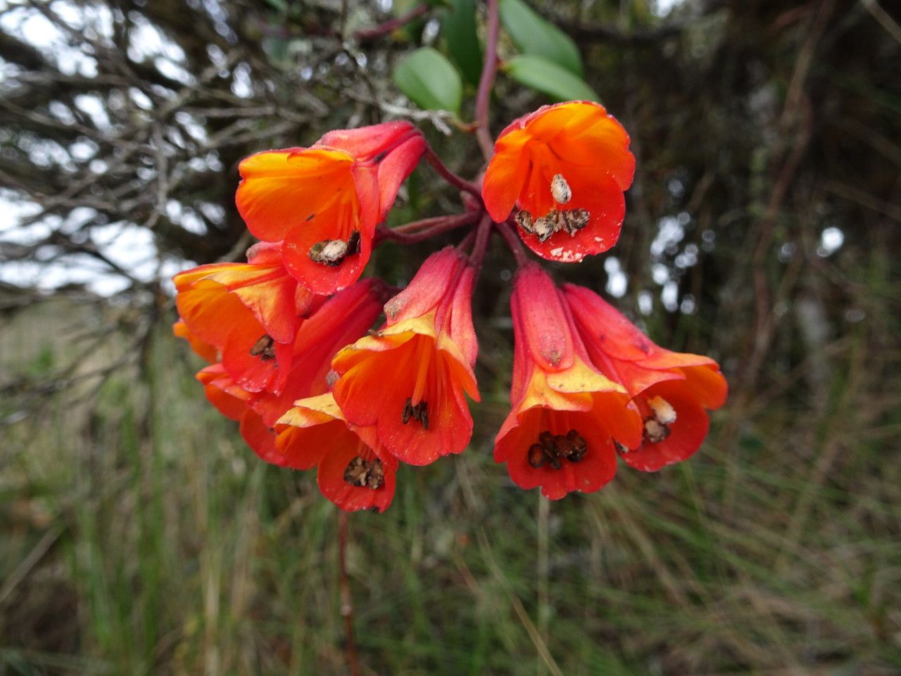 Bomarea crassifolia flower