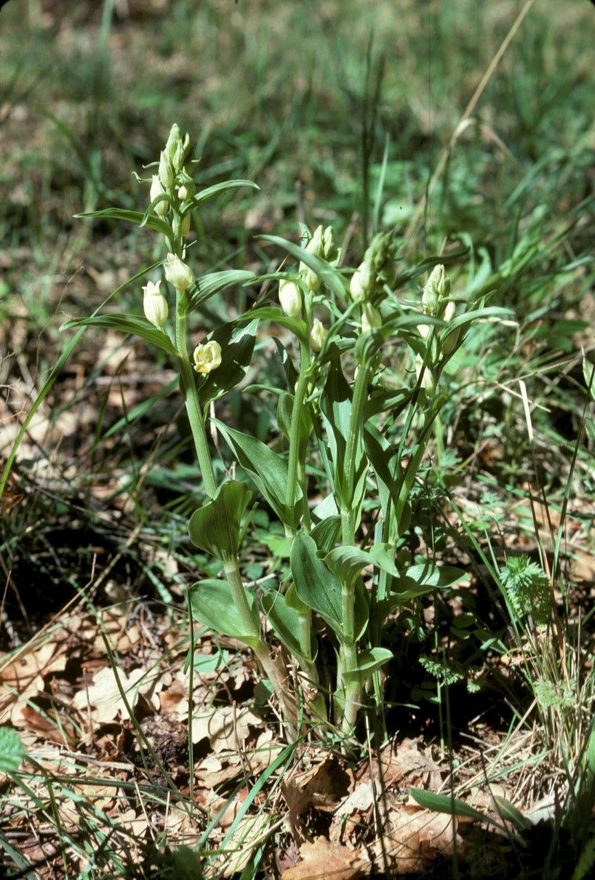 Cephalanthera kotschyana — search result for 'Cephalanthera'