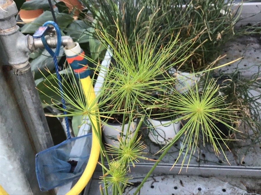 Cyperus haspan