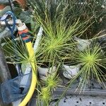 Cyperus haspan