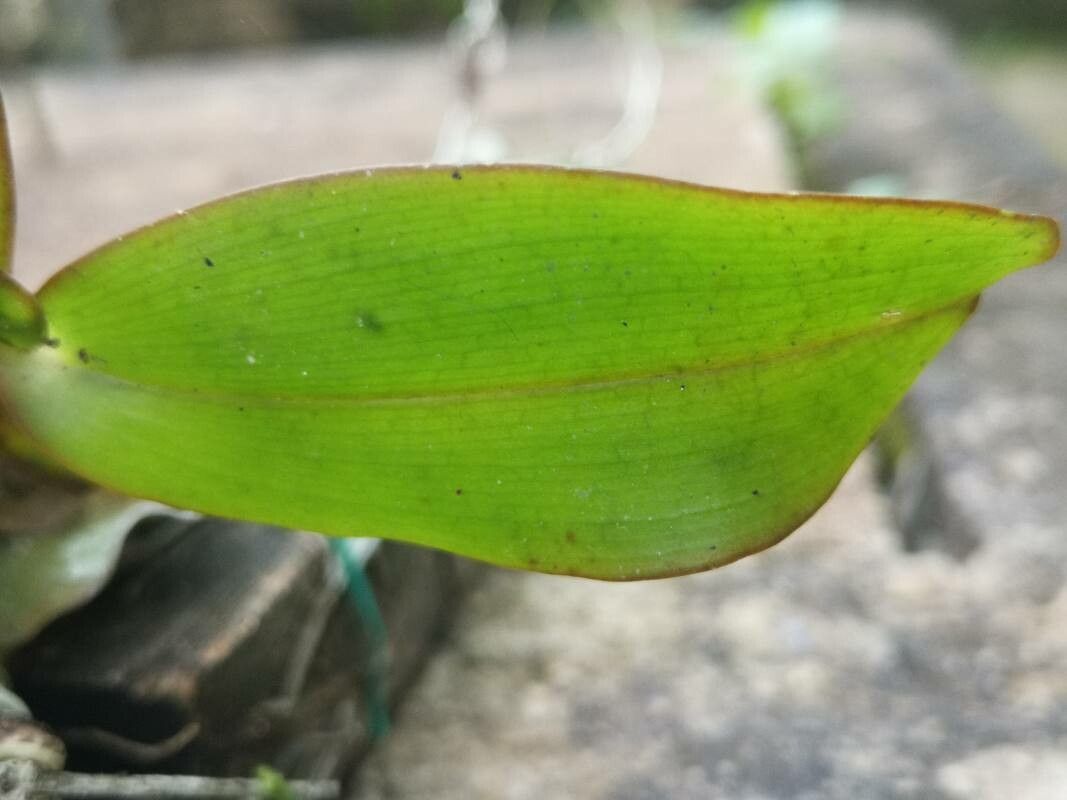 Angraecum claessensii leaf
