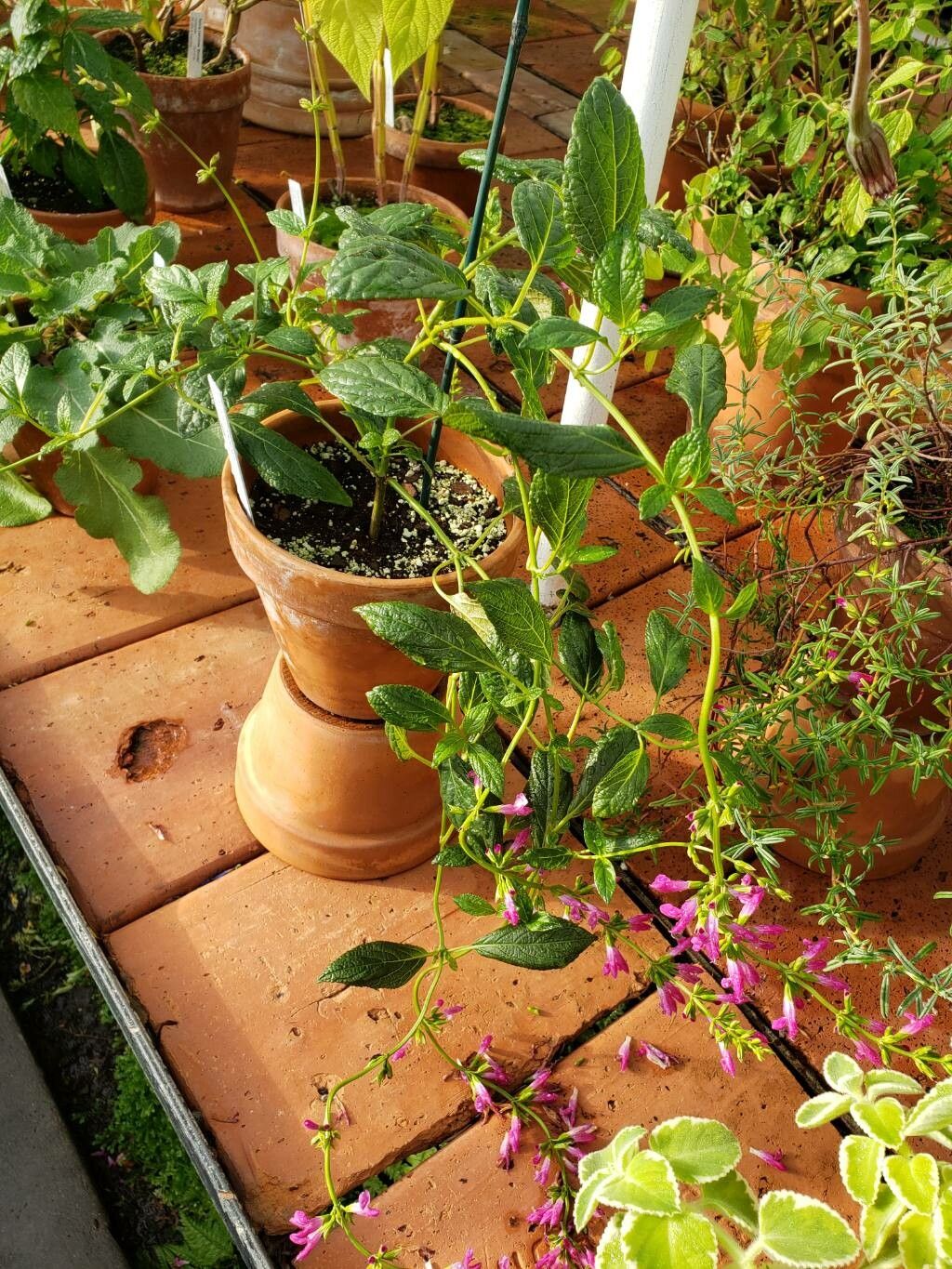 Salvia chiapensis habit