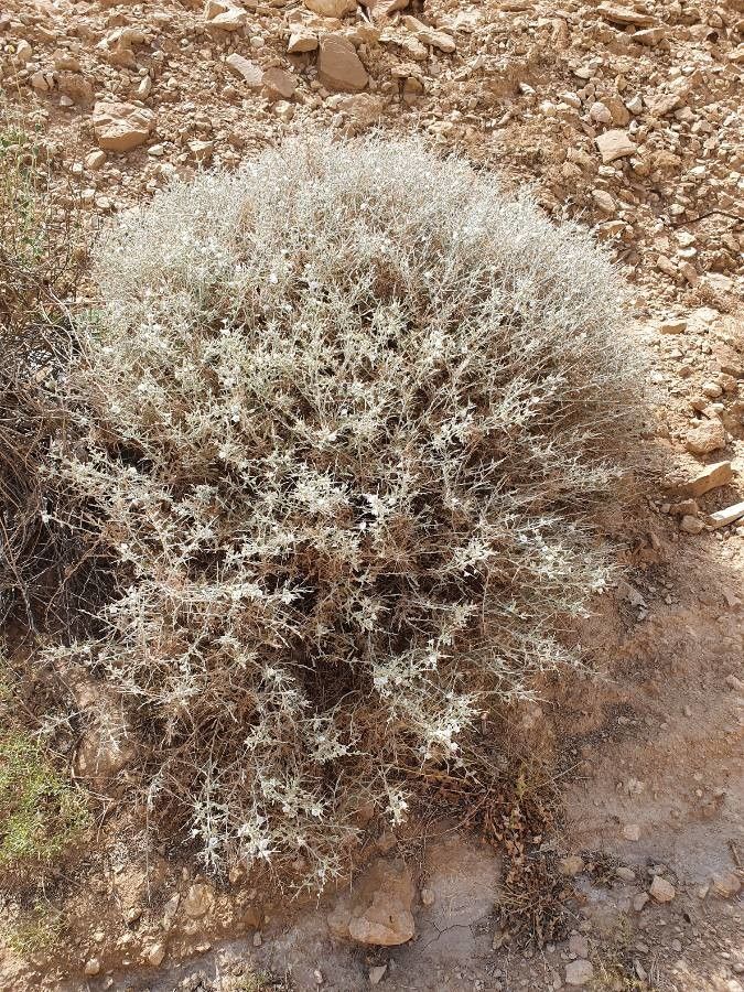 Evolvulus sericeus habit