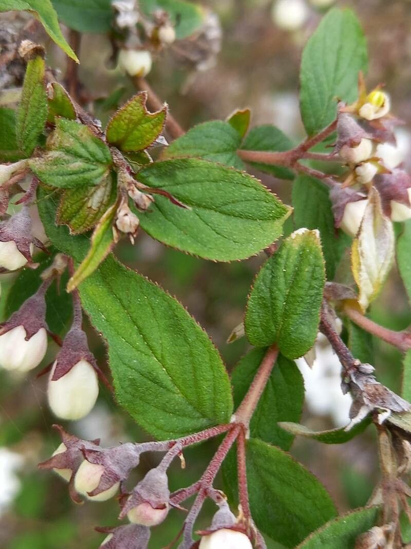 Deutzia compacta — related species from the same genus
