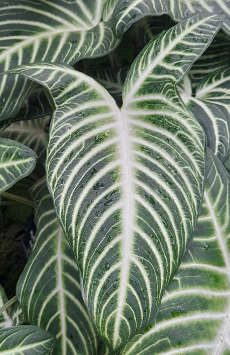 Xanthosoma lindenii leaf