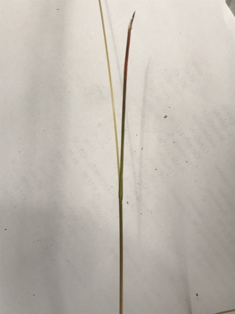Helictochloa versicolor — houseplant care guide