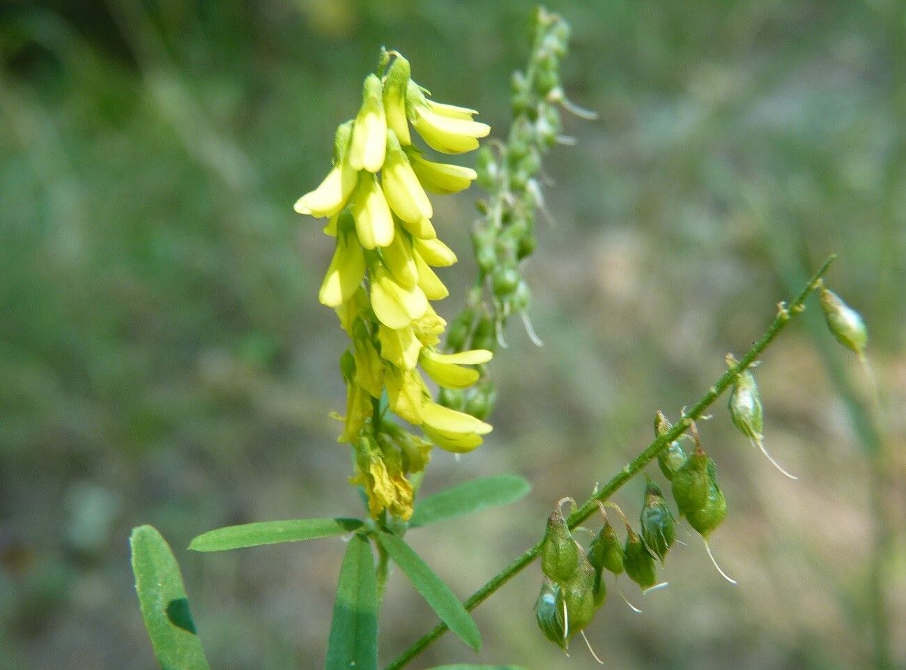 Trigonella officinalis flower