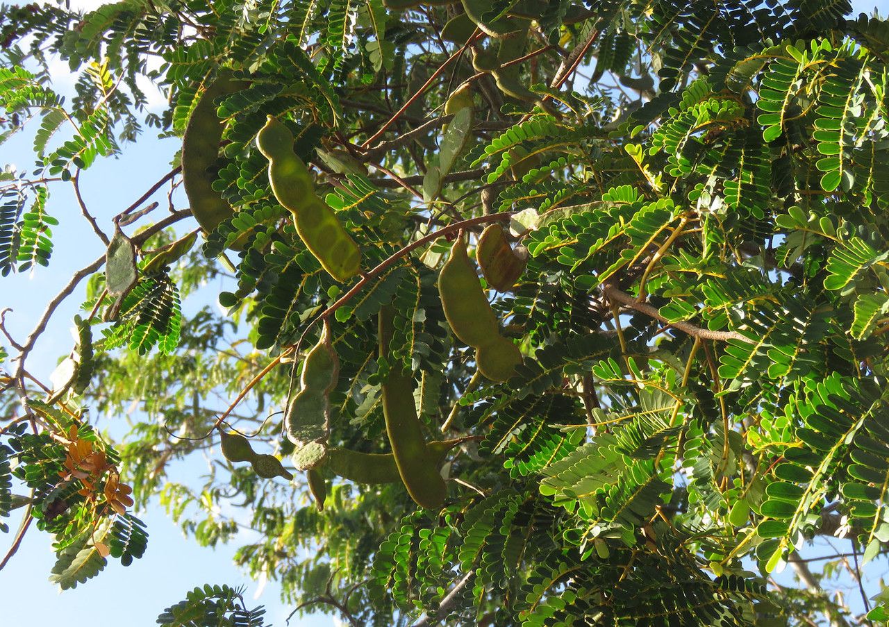Acacia muricata fruit