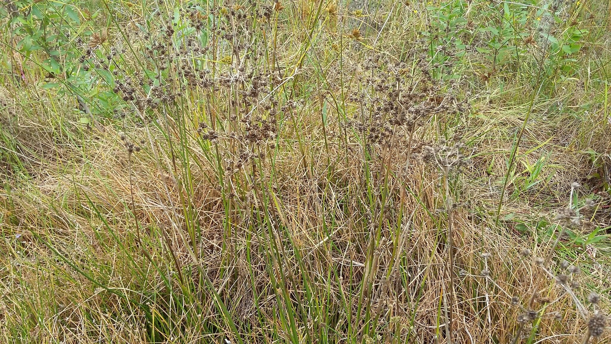 Juncus oxycarpus habit