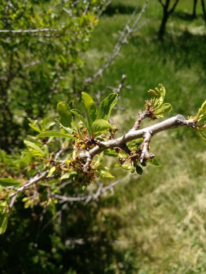 Prunus insititia bark