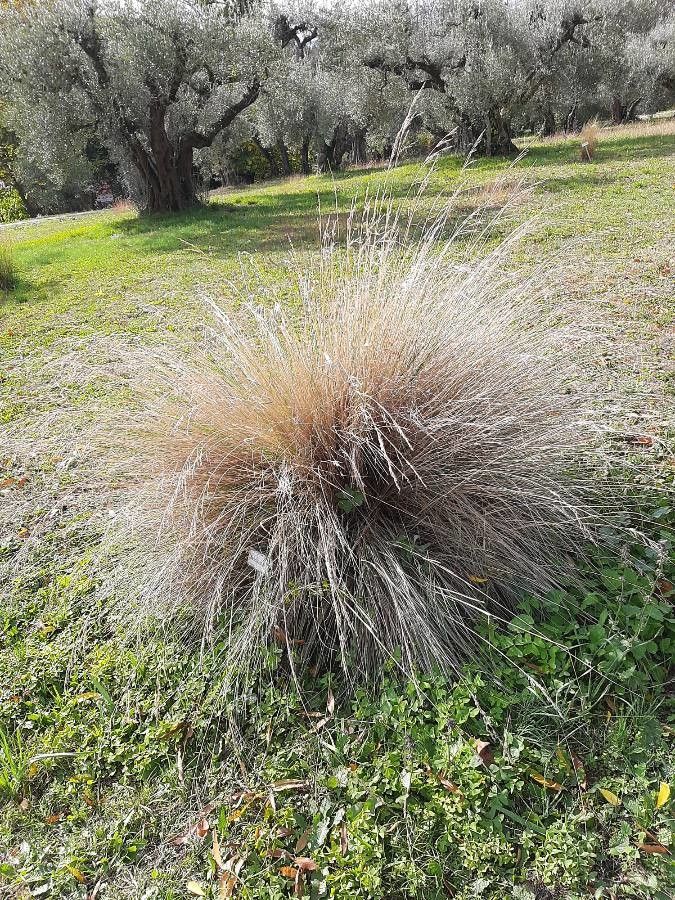 Poa labillardierei habit