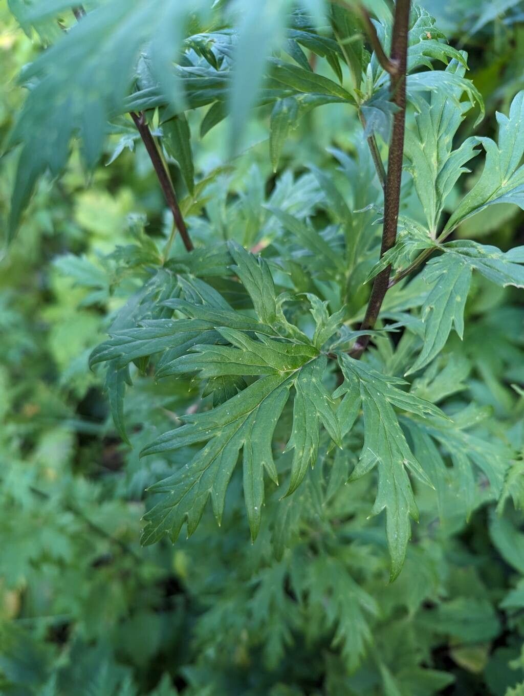 Aconitum degenii — search result for 'Aconitum'