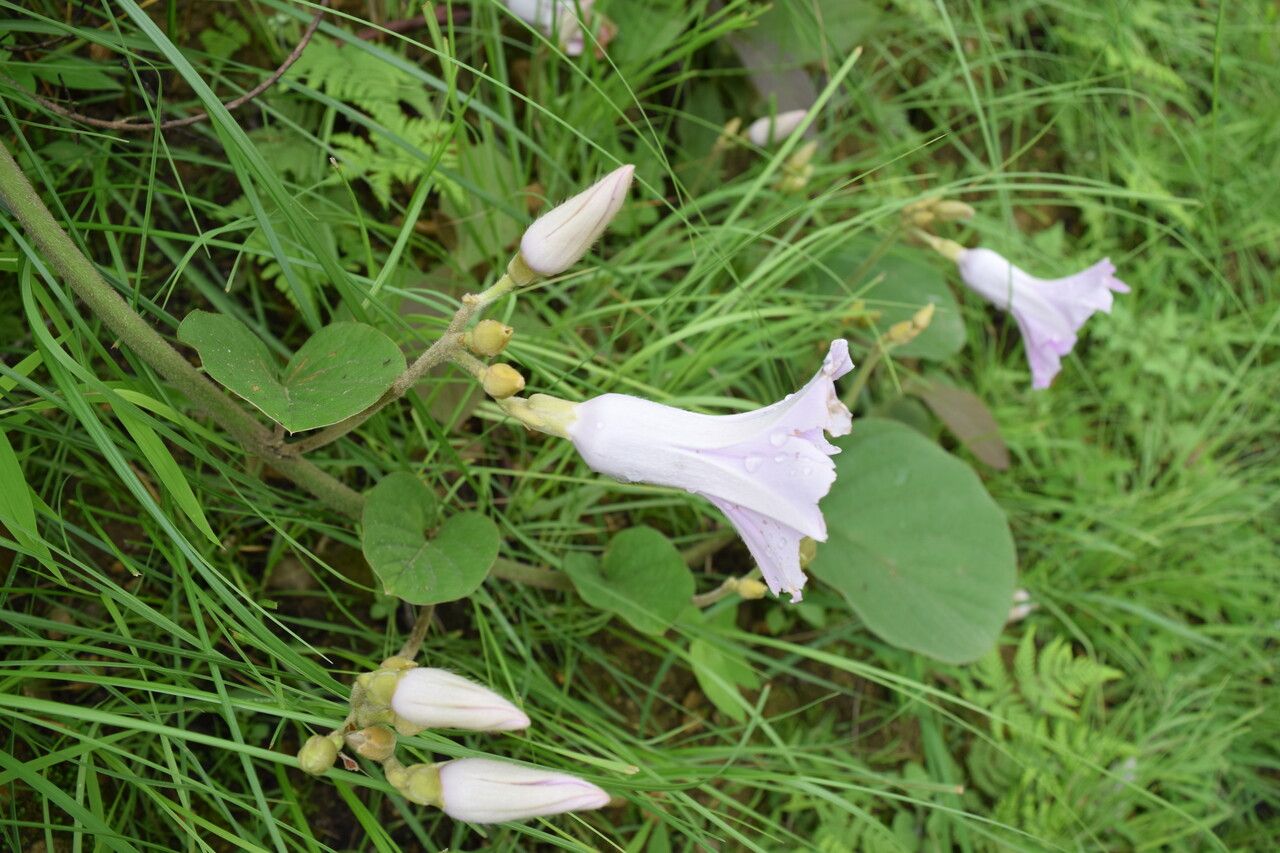 Argyreia setosa habit