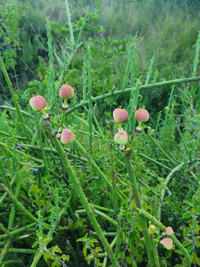 Euphorbia gossypina fruit