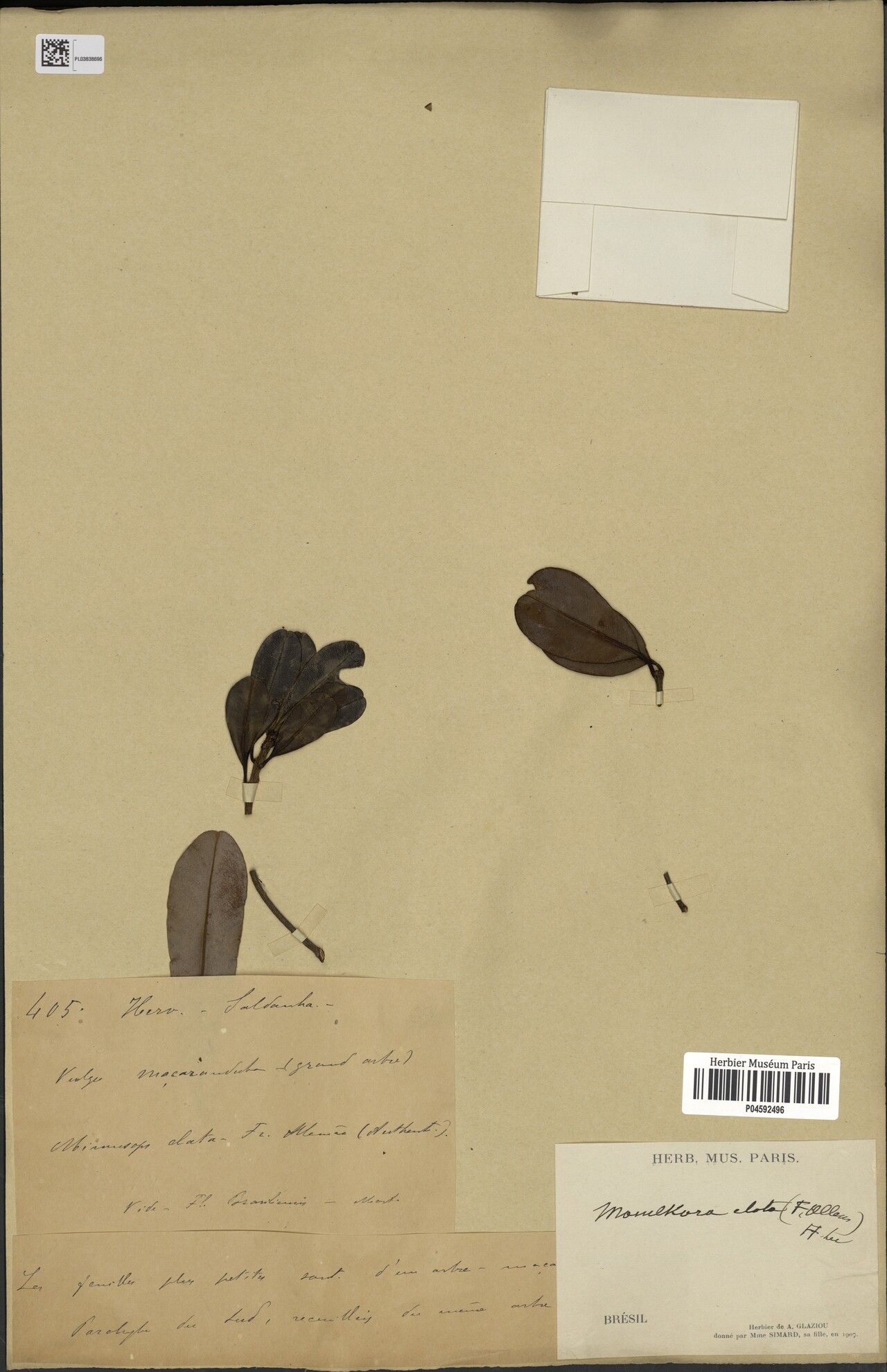 Manilkara elata — houseplant care guide