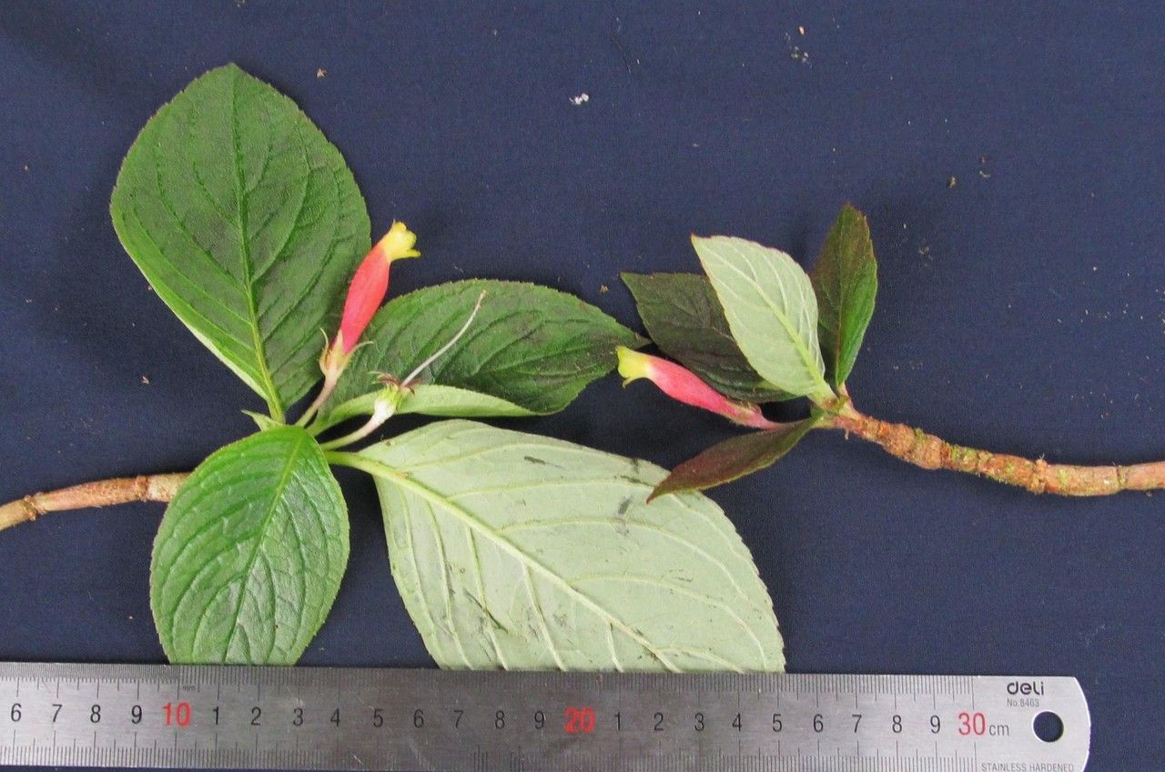 Columnea nervosa other