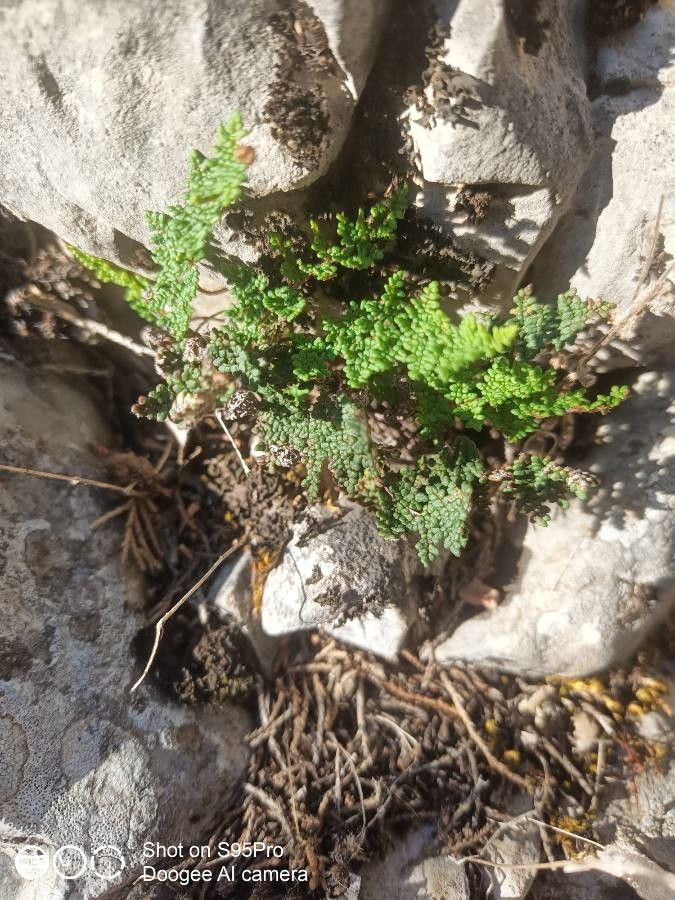 Allosorus hispanicus flower