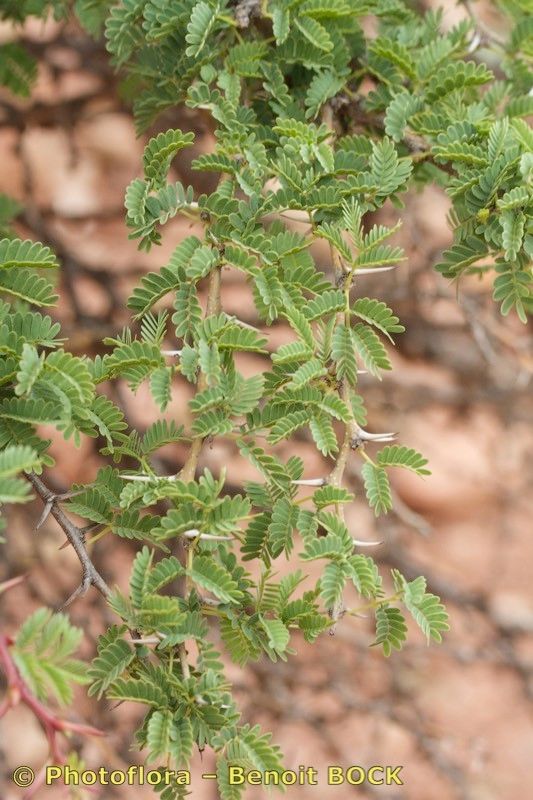 Acacia gummifera habit