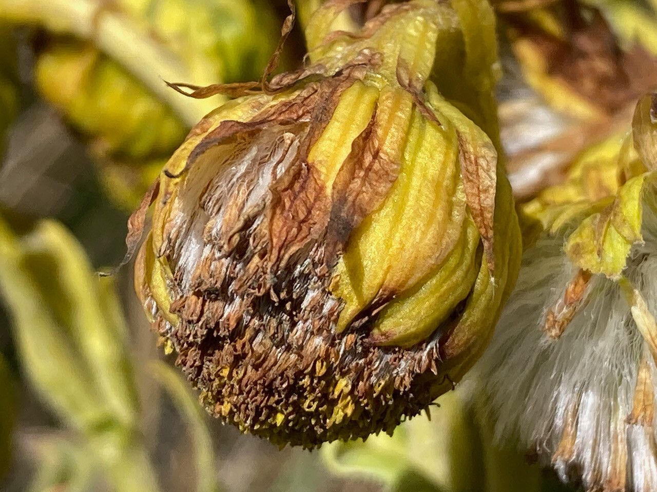 Senecio isabelis fruit