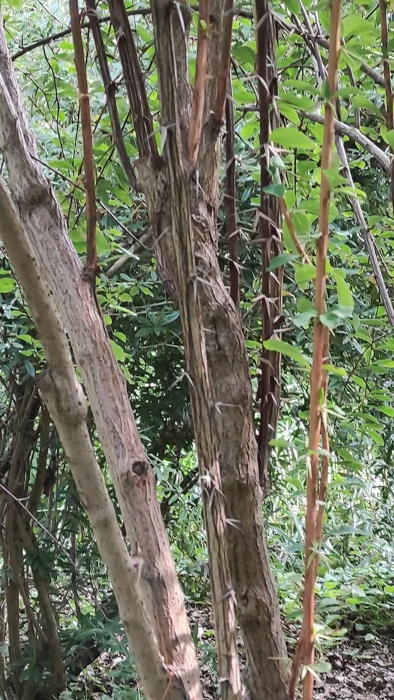 Berberis koreana bark