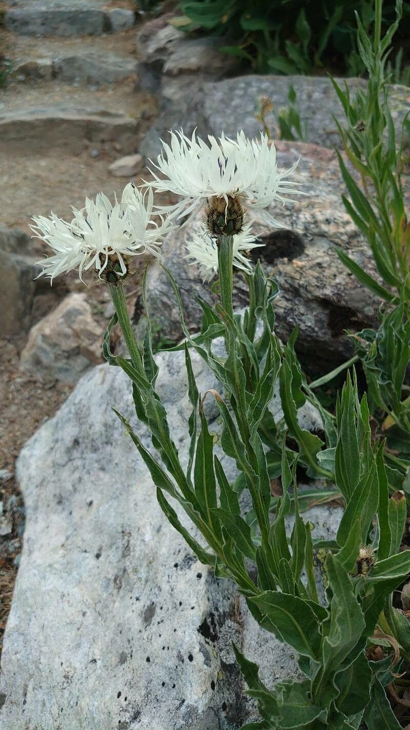 Centaurea fischeri habit