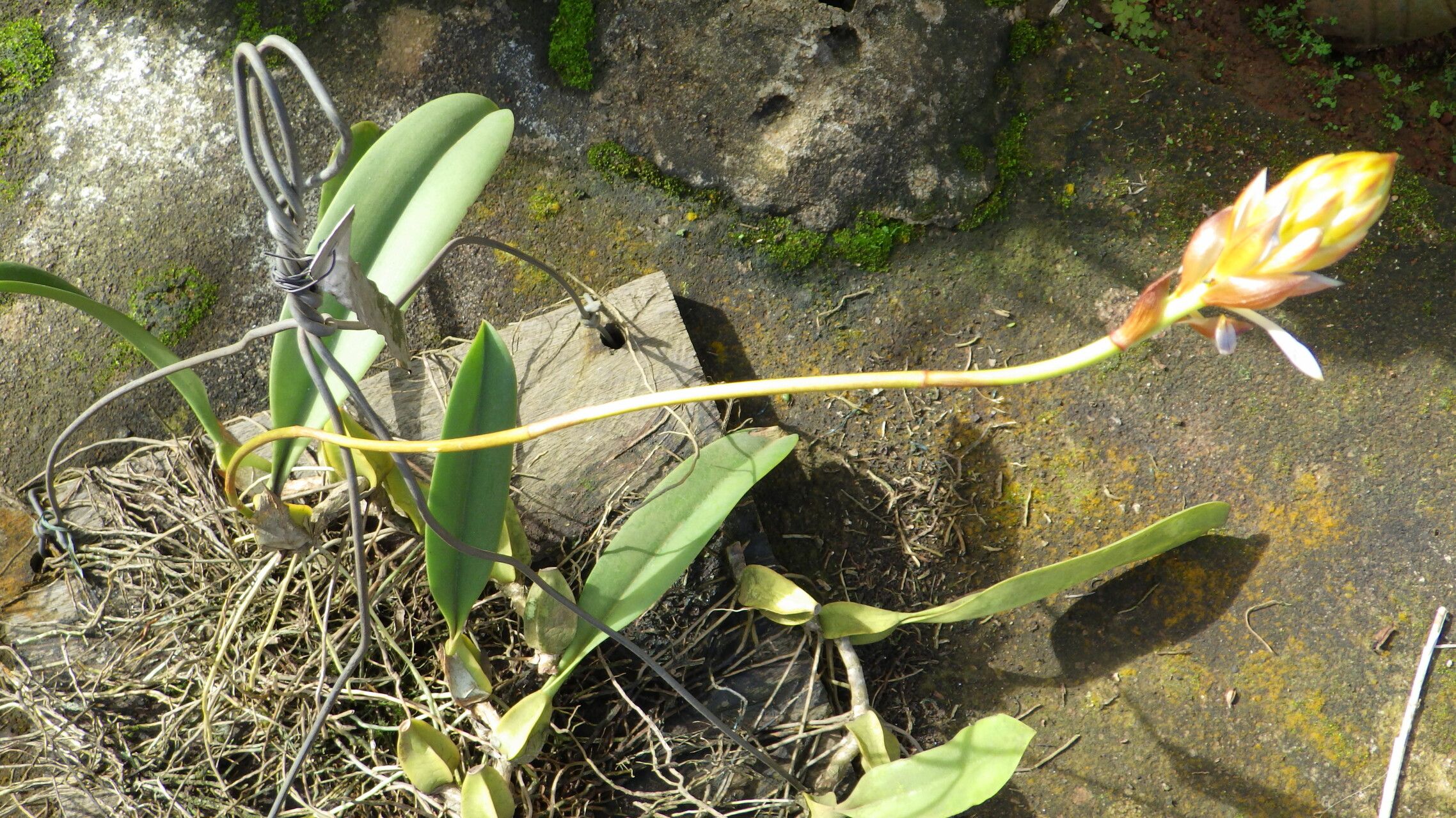 Bulbophyllum schinzianum habit