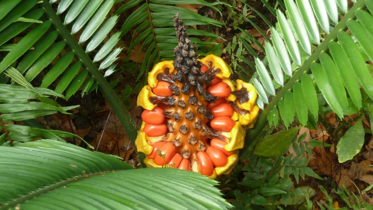 Encephalartos villosus fruit