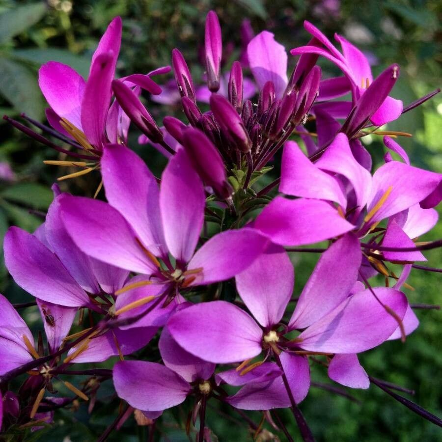 Cleome hassleriana flower