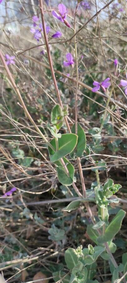 Moricandia foetida leaf