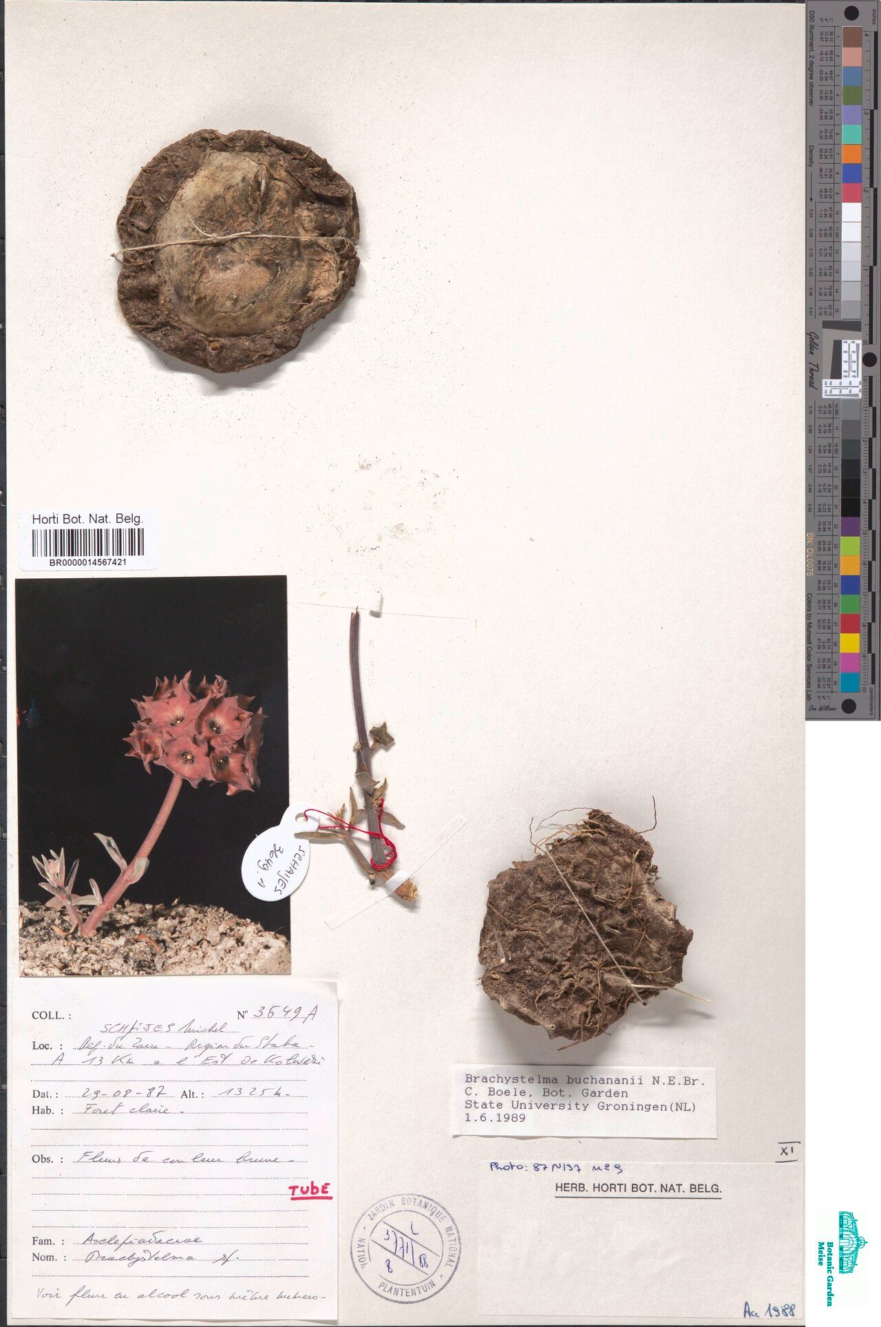 Ceropegia buchananii — search result for 'Ceropegia'