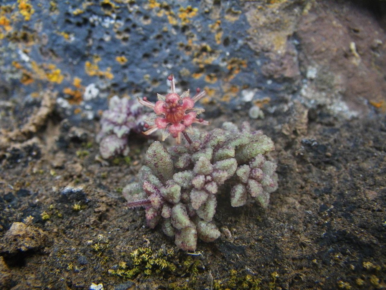 Monanthes muralis flower