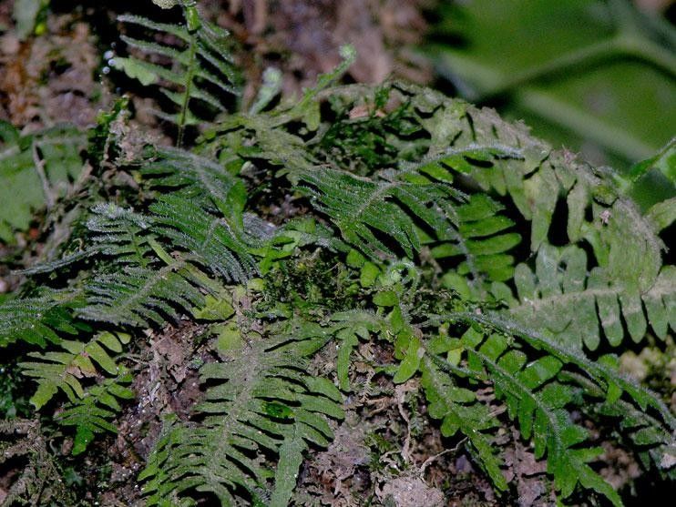 Pecluma hygrometrica — related species from the same genus