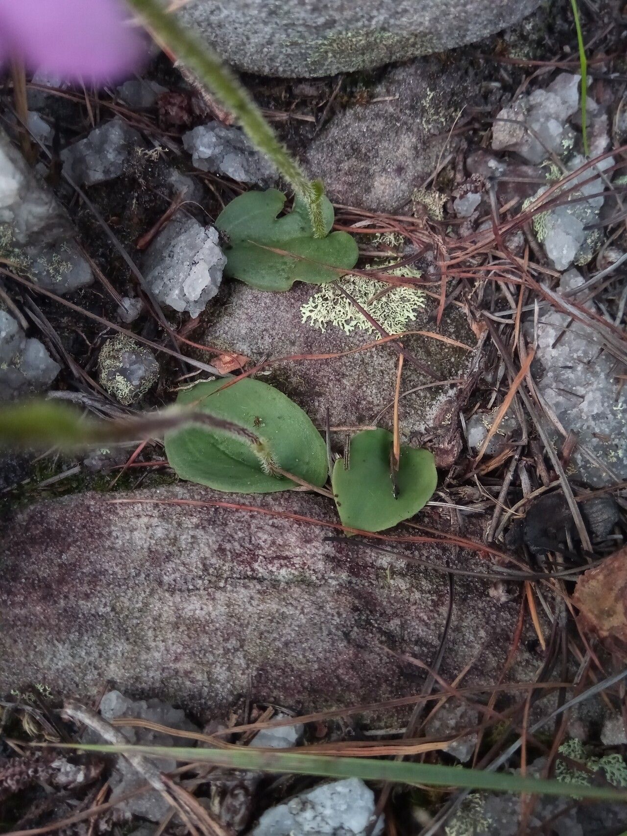 Cynorkis cardiophylla — houseplant care guide